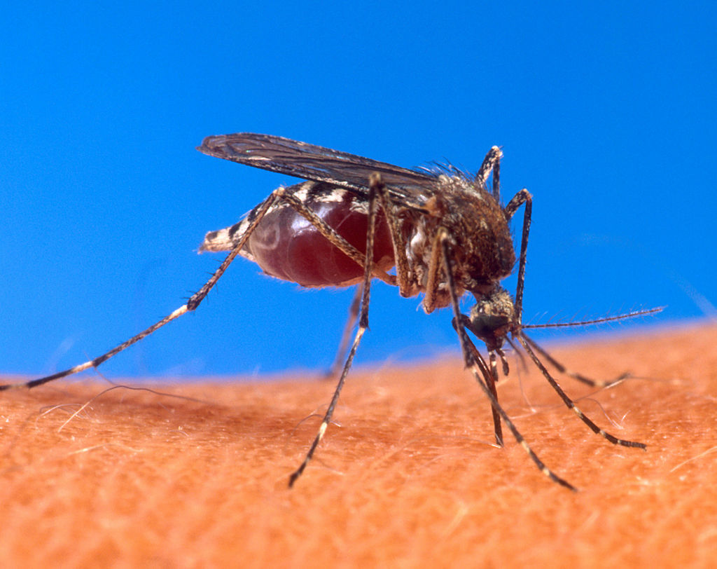 chikunguniya