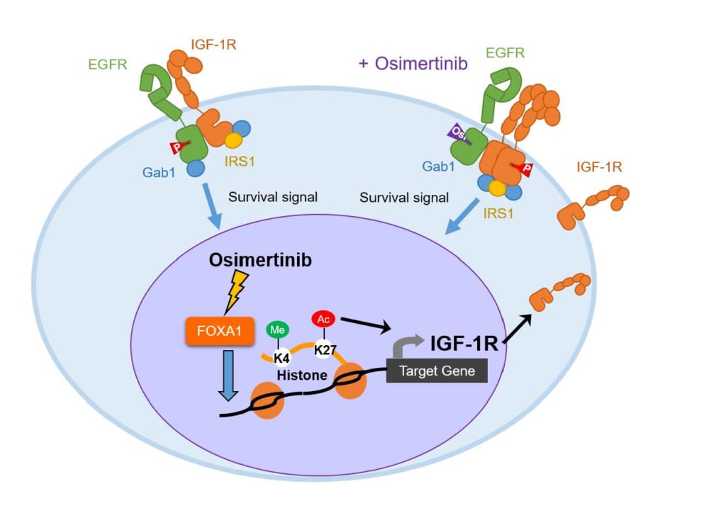 targeted drugs in cancer therapy