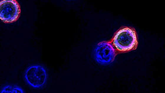 Rapid method of isolating tumor-targeting T cells