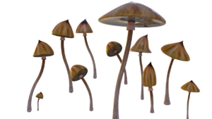 magic mushrooms for depression