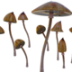 magic mushrooms for depression